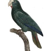 Hispaniolan Parrot